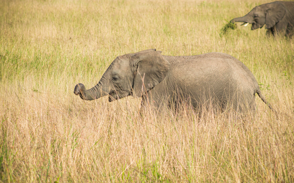 ELEPHANT CALF