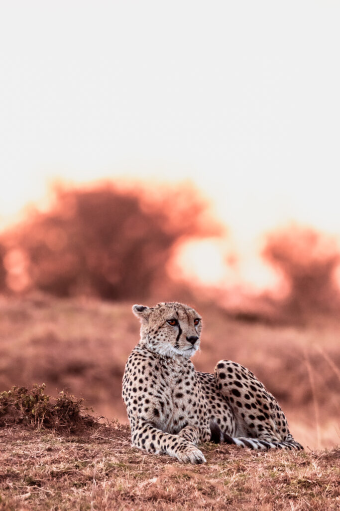 CHEETAH SUNSET