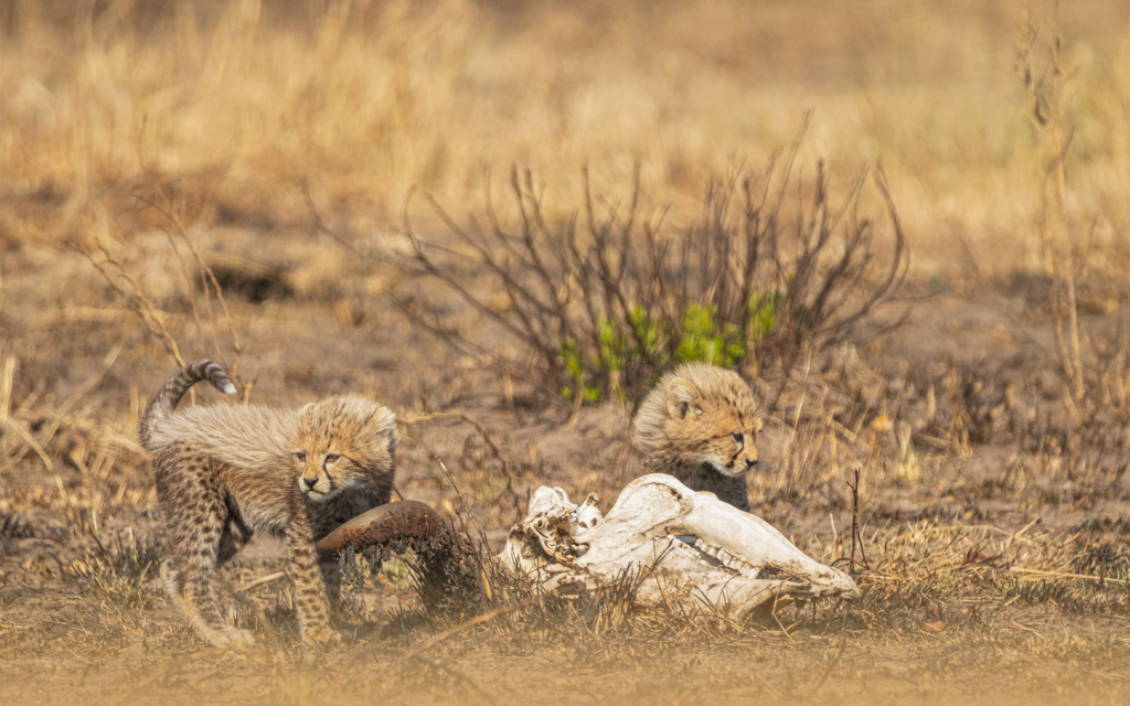 CHEETAH CUBS-1
