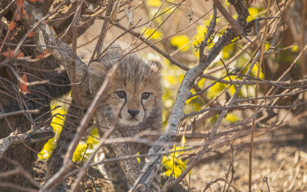 CHEETAH CUB