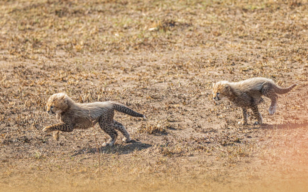 CHEETAH CUBS-2