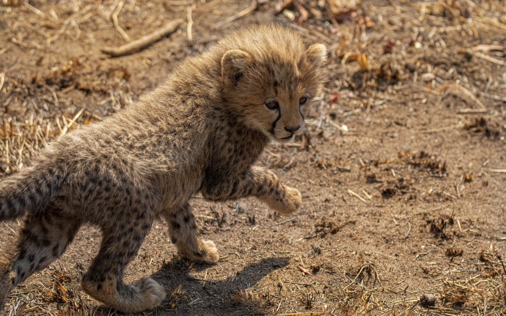 CHEETAH CUB-2