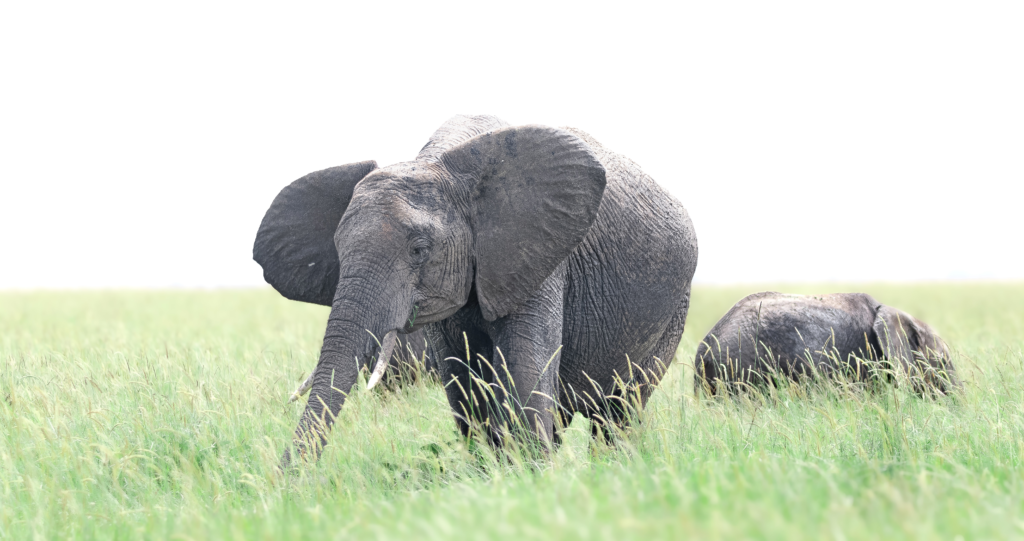 ELEPHANT WITH CALF