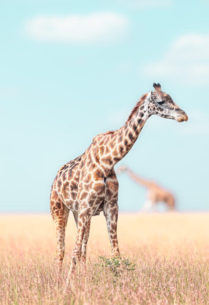 GIRAFFE_2