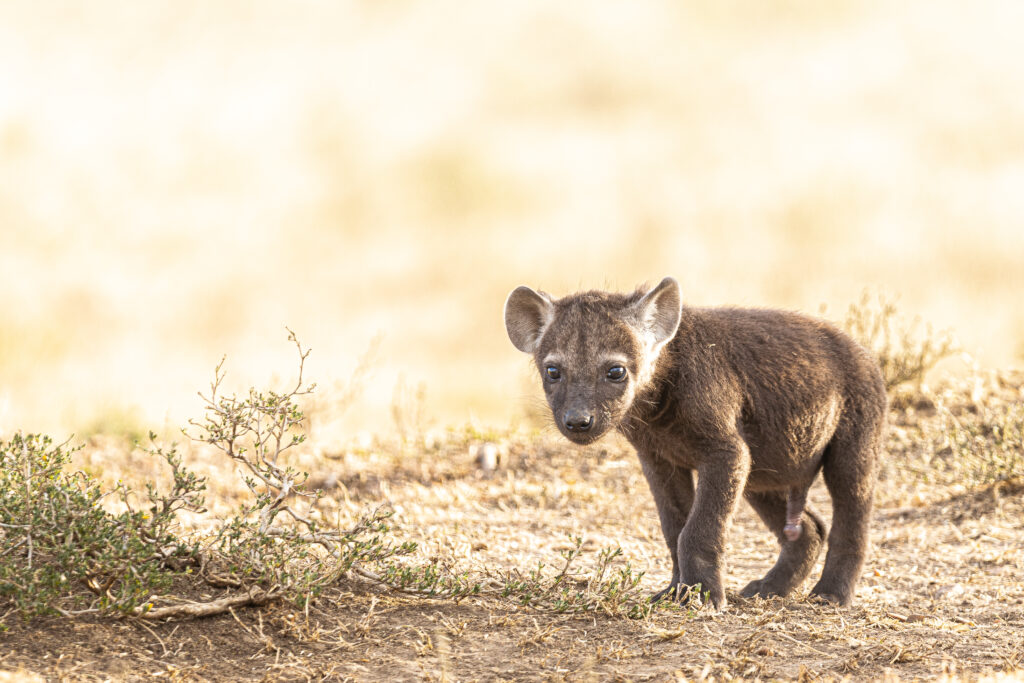 HYENA PUP