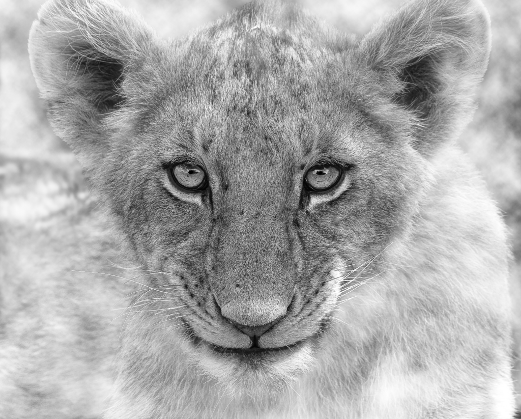 LION CUB BW