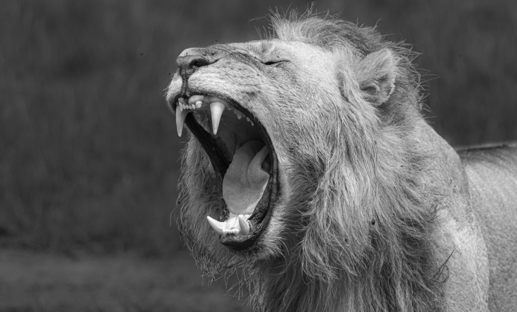 LION YAWN