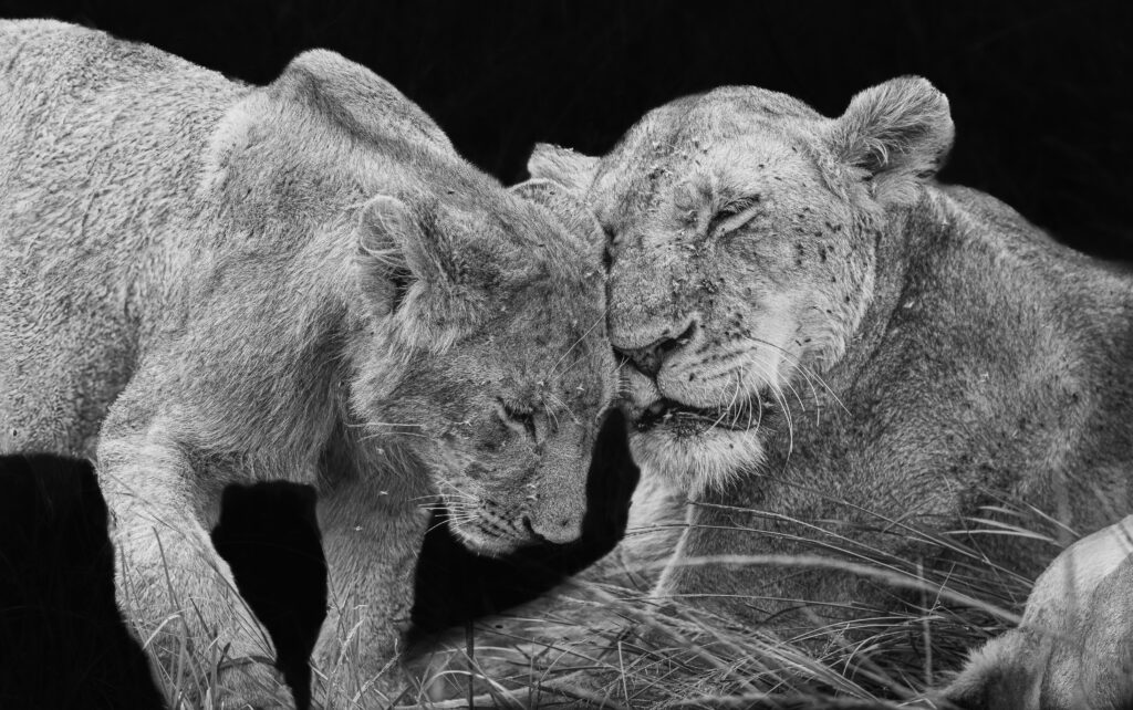LIONESS WITH CUB BW