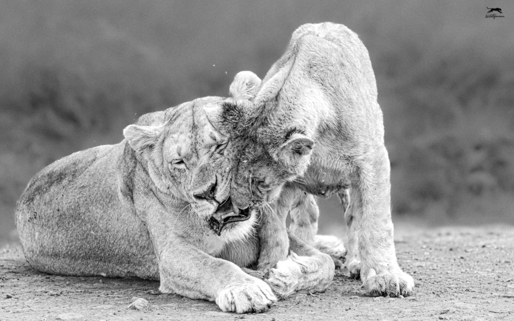 Lioness and Cub B/W