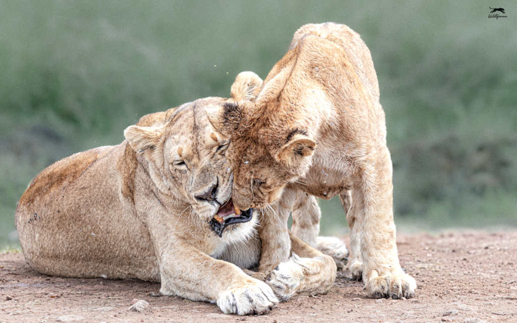 Lioness and Cub